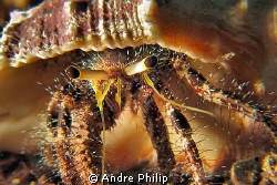 Homestory - a look in the home of a hermit crab by Andre Philip 